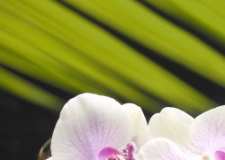пано 1 орхидея 25х35